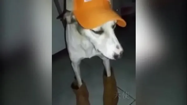 Bahian dog Video thú vị hấp dẫn